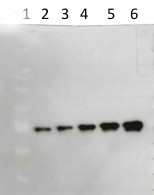 BIN2 | Brassinosteroid insensitive 2 in the group Antibodies Plant/Algal / Hormones / Brassinosteroids/regulation at Agrisera AB (Antibodies for research) (AS16 3203)
